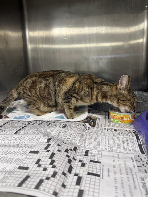 A078189 - Domestic Short Hair available for adoption