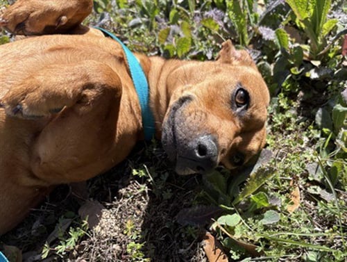 LADY MAE - Dachshund available for adoption