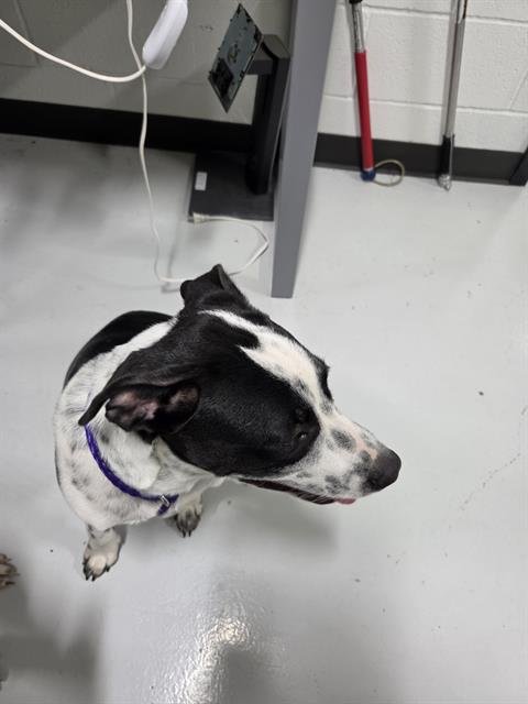 A080575 - Australian Cattle Dog/Blue Heeler available for adoption