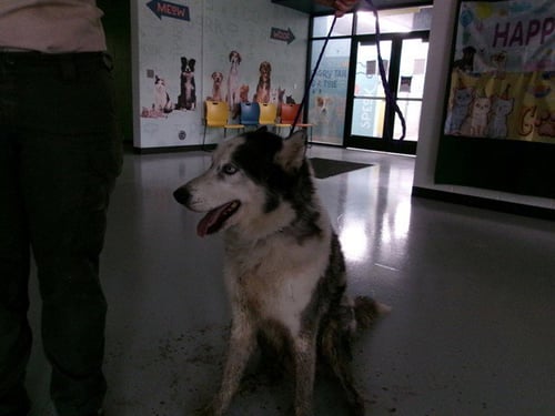 CANE - Siberian Husky available for adoption