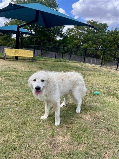 POLAR - Great Pyrenees available for adoption