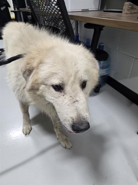 A080807 - Great Pyrenees available for adoption