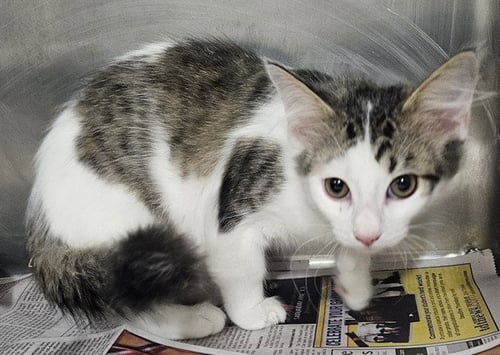 A081213 - Domestic Short Hair available for adoption
