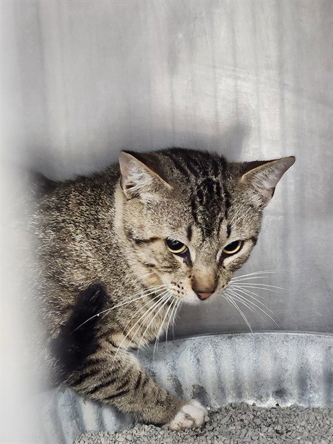 A079184 - Domestic Short Hair available for adoption