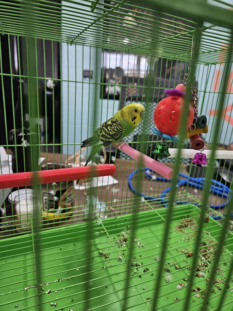 A080984 - Parakeet - Other available for adoption