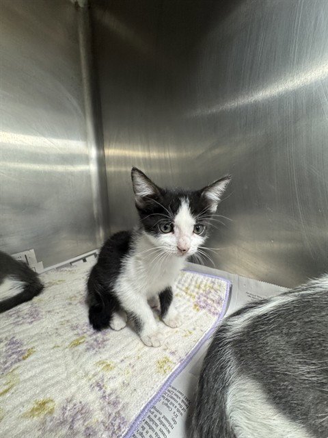CARLY - Domestic Short Hair available for adoption