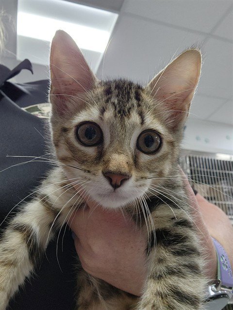 A080136 - Domestic Short Hair available for adoption