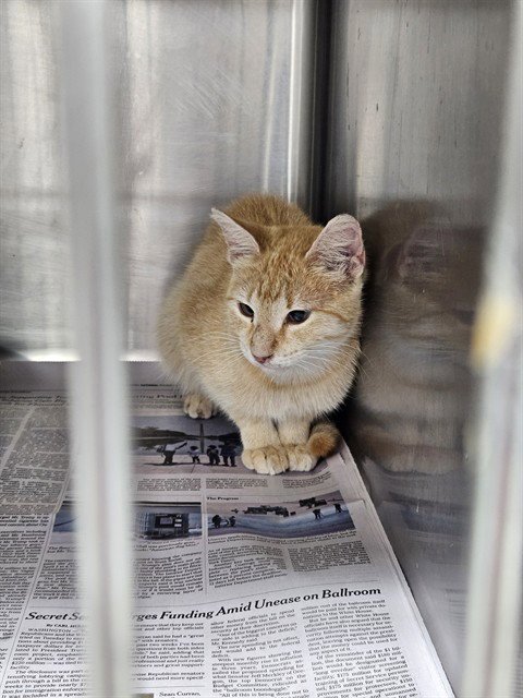 MANGO - Domestic Short Hair for adoption in Killeen