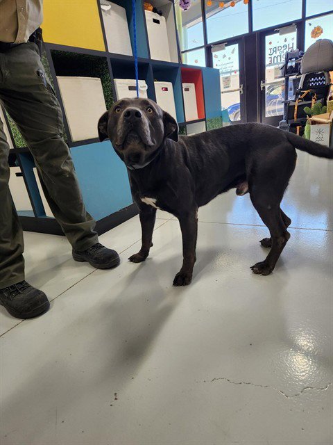 A081109 - Staffordshire Bull Terrier available for adoption