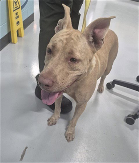 A080421 - Pit Bull Terrier available for adoption