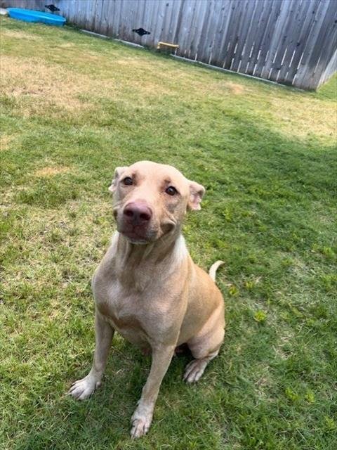 BAMBI - Pit Bull Terrier available for adoption