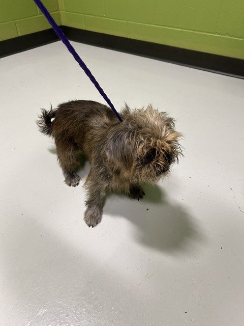 A080938 - Shih Tzu available for adoption