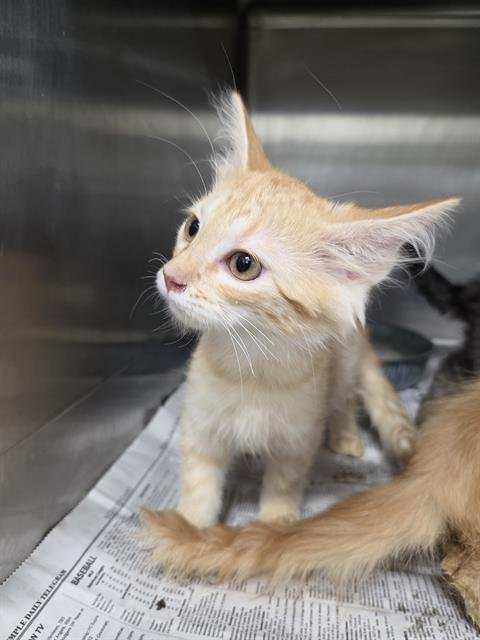 A081357 - Domestic Short Hair available for adoption