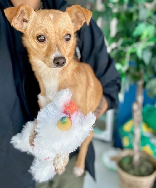 CHICKEN NUGGET - Chihuahua available for adoption