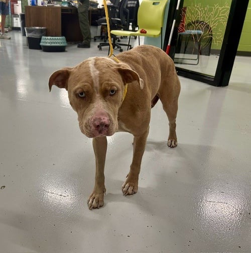 A080983 - Pit Bull Terrier available for adoption