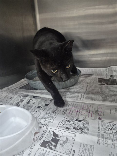 A080728 - Domestic Short Hair available for adoption