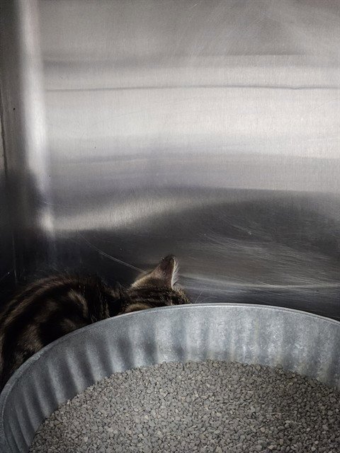 A081192 - Domestic Short Hair available for adoption