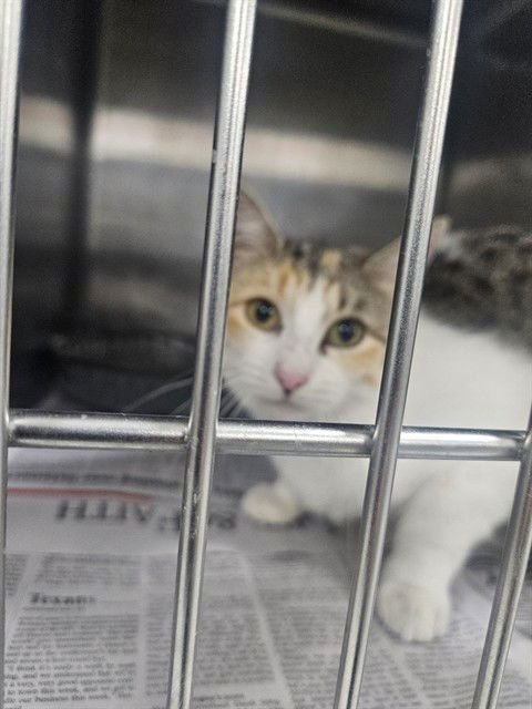 CALLIE - Domestic Short Hair available for adoption