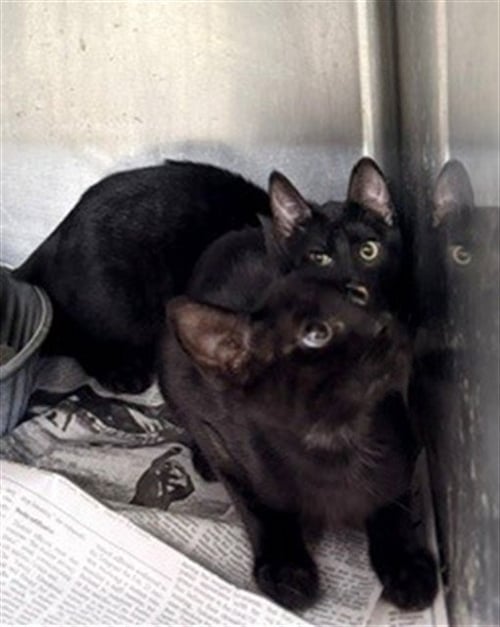 A080898 - Domestic Short Hair available for adoption