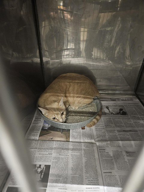 FLIP - Domestic Short Hair available for adoption