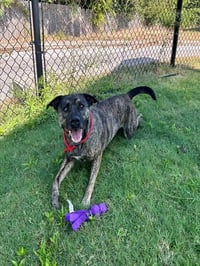 PEPPER - Photo 1