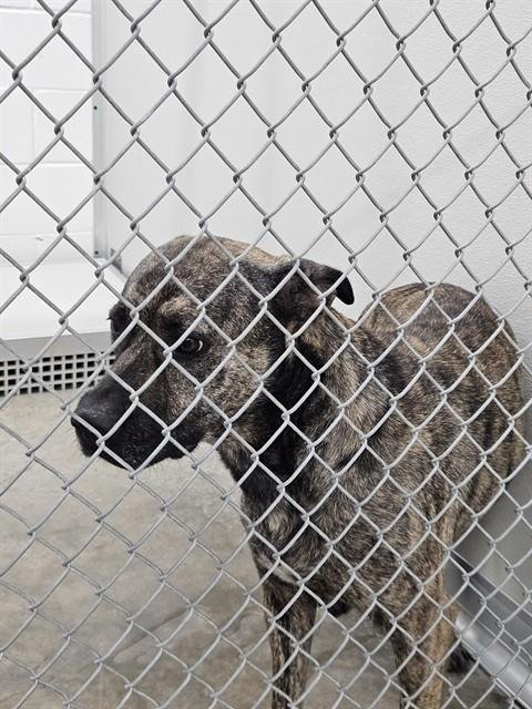 A080539 - Pit Bull Terrier available for adoption