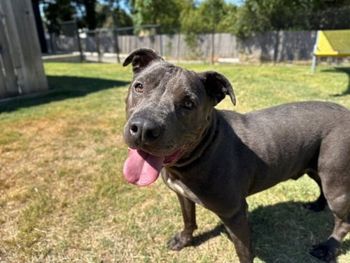 BULLET - Pit Bull Terrier available for adoption