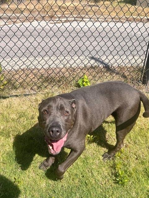 BULLET - Pit Bull Terrier available for adoption