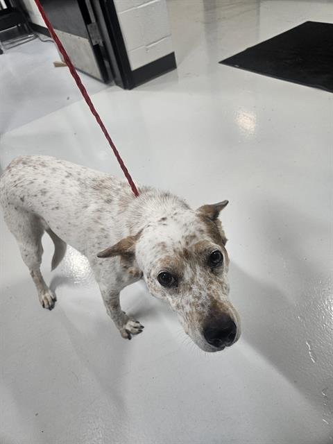 REBA - Australian Cattle Dog/Blue Heeler available for adoption