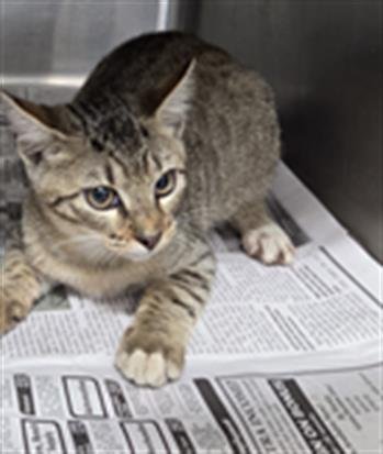 A081181 - Domestic Short Hair available for adoption