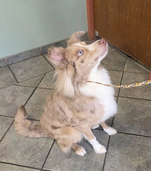 MIKEY - Australian Shepherd available for adoption