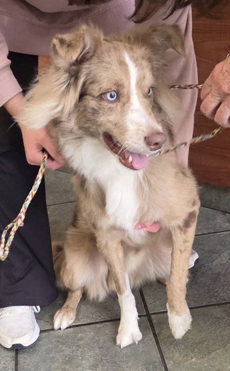 MIKEY - Australian Shepherd available for adoption