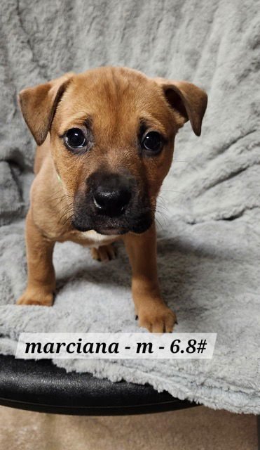 MARCIANO - Boxer available for adoption