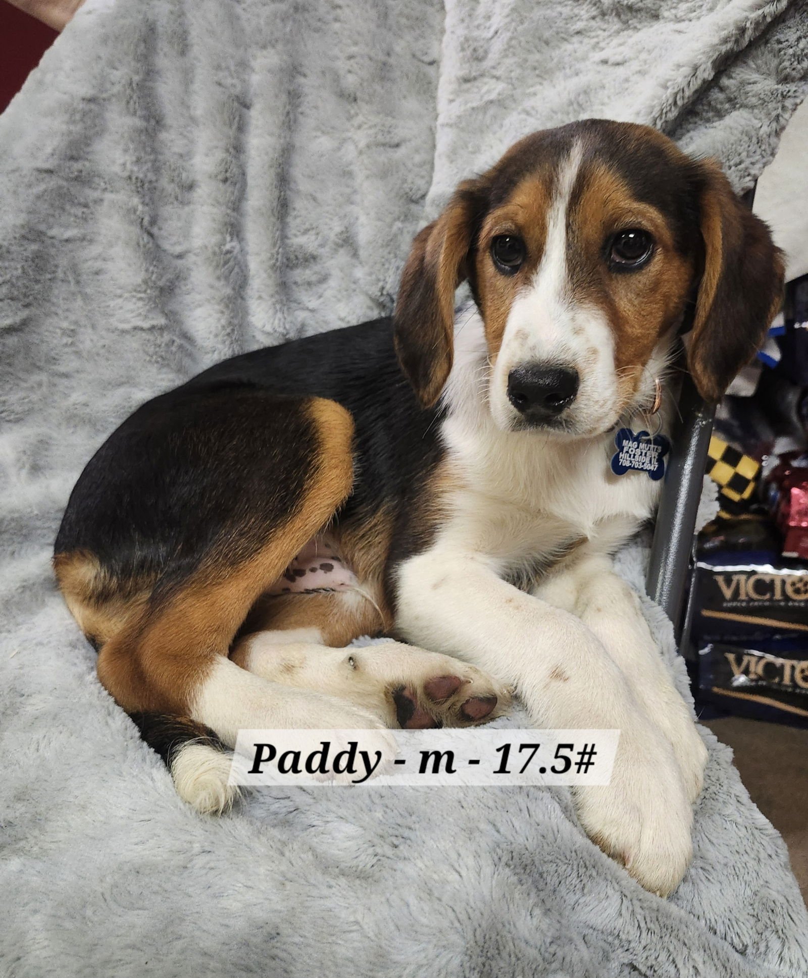 PADDY - Beagle available for adoption