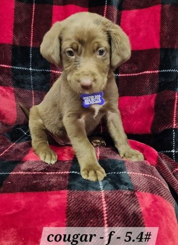 COUGAR - Australian Shepherd available for adoption