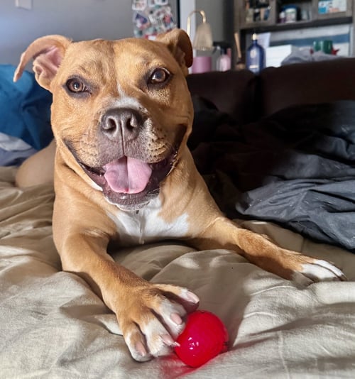 ROSEE - Pit Bull Terrier / Bulldog available for adoption