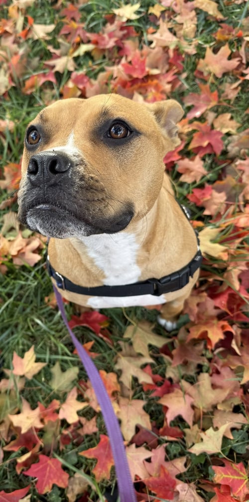 ROSEE - Pit Bull Terrier / Bulldog available for adoption