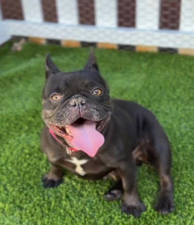 Tilly CA - JUST ARRIVED! Image