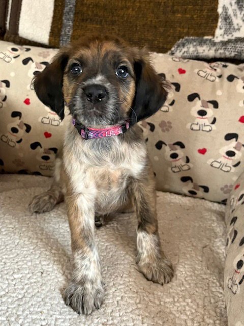 NASH - Plott Hound / Australian Shepherd available for adoption