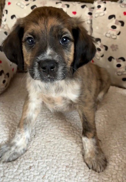 NASH - Plott Hound / Australian Shepherd available for adoption