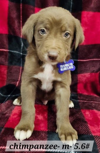 CHIMPANZEE - Australian Shepherd available for adoption