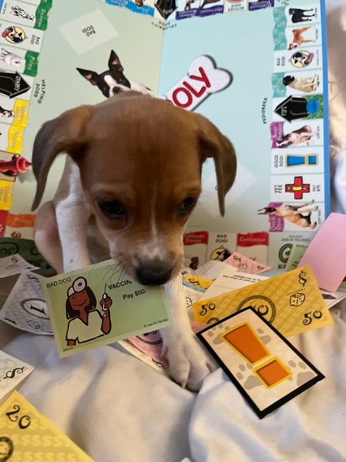 YAHTZE - Terrier available for adoption