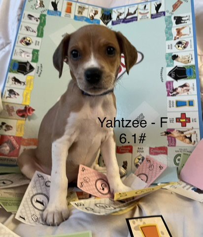 Yahtze Image