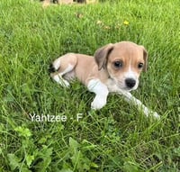 Yahtze - Photo 3