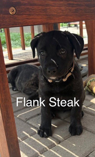 FLANK - Labrador Retriever for adoption in Aurora