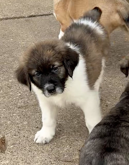 RAMBLER - Plott Hound / Australian Shepherd available for adoption