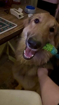 Lassie - Photo 10
