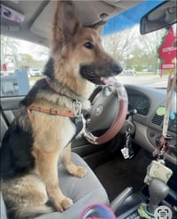 Lassie - Photo 9