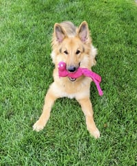 Lassie - Photo 3