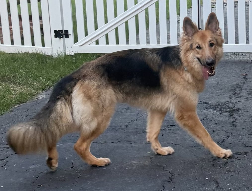 Lassie Image